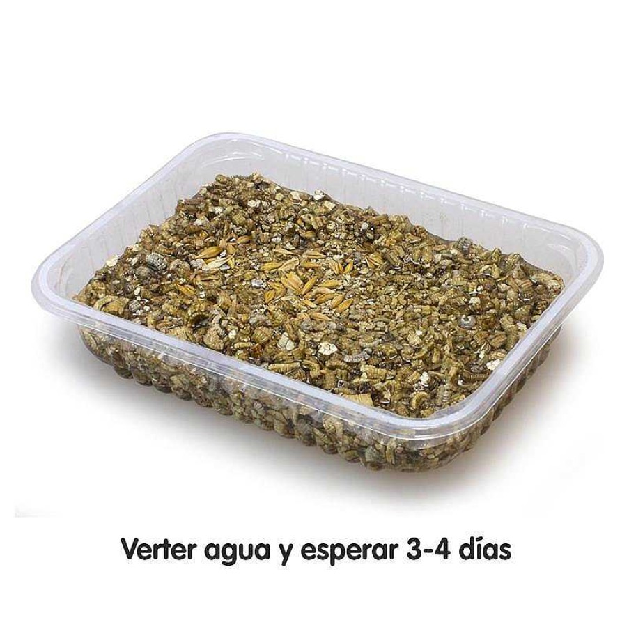 Gatos ARQUIVET Hierba Para Gatos | Hierba Para Gatos En Bandeja 100 Gr - Evita La Acumulaci N De Bolas De Pelo